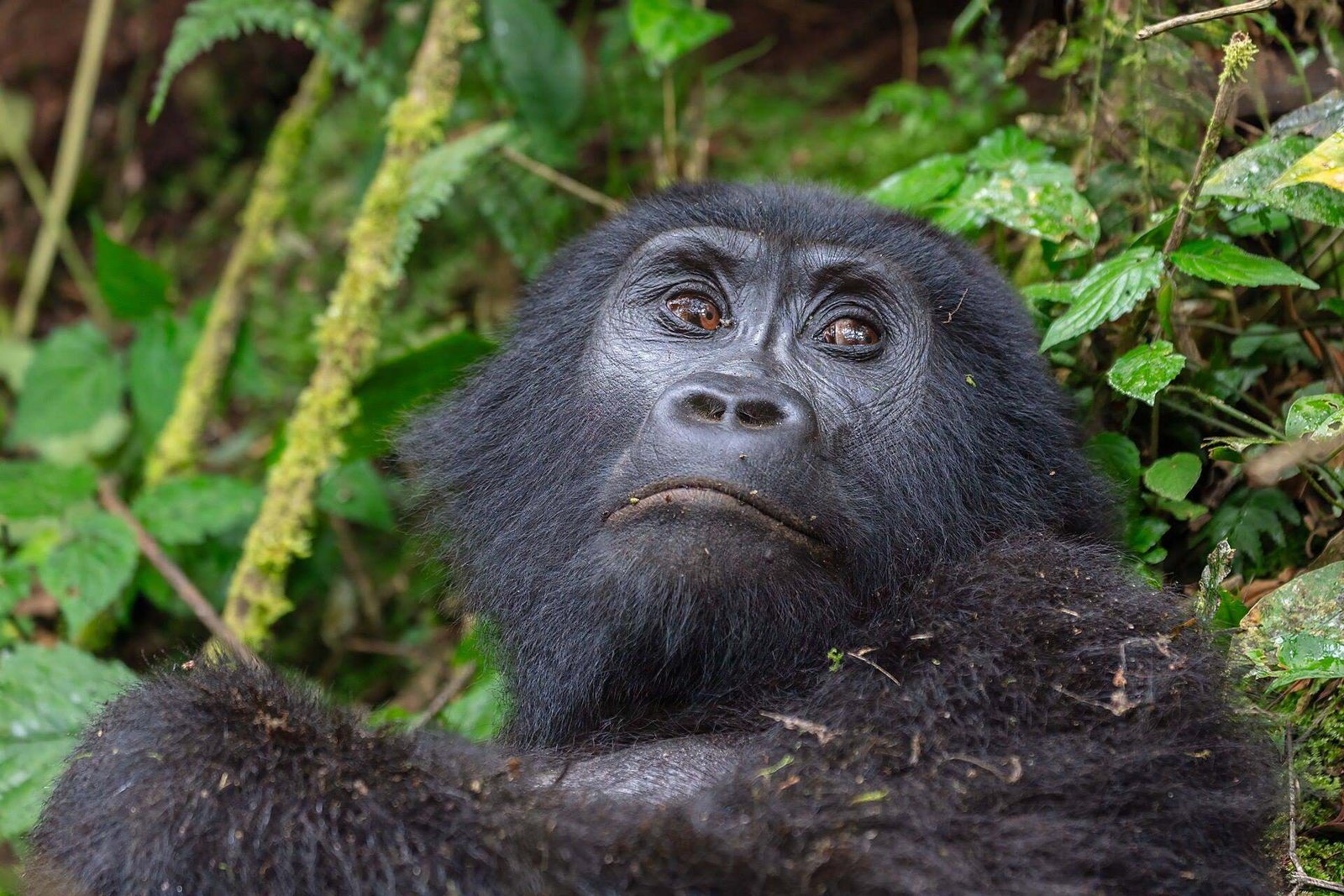 Mountain gorilla in Bwindi Impenetrable Forest National Park, Uganda