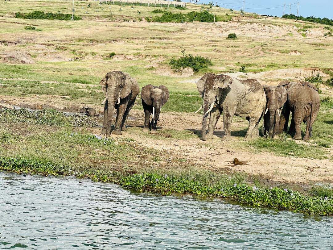 Elephant herd at the Kazinga Channel, Queen Elizabeth National Park