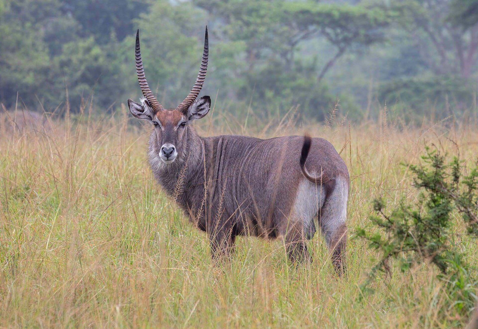 Waterbuck at a lake in Lake Mburo National Park, Uganda